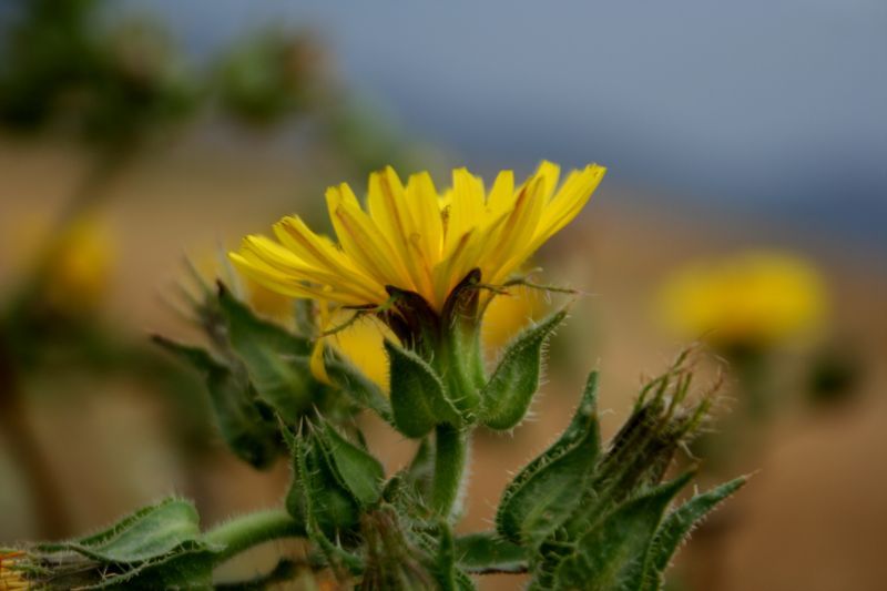 Helminthotheca echioides